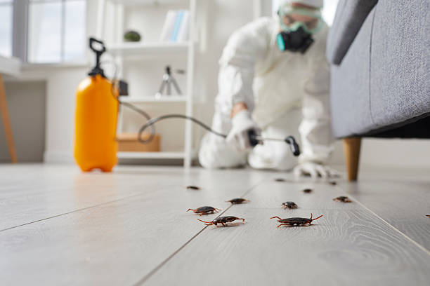 Commercial Kitchen Cockroach Control in Collinsville
